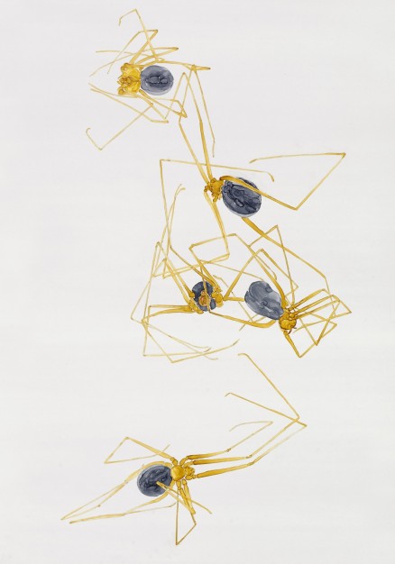 Psilochorus utanensis